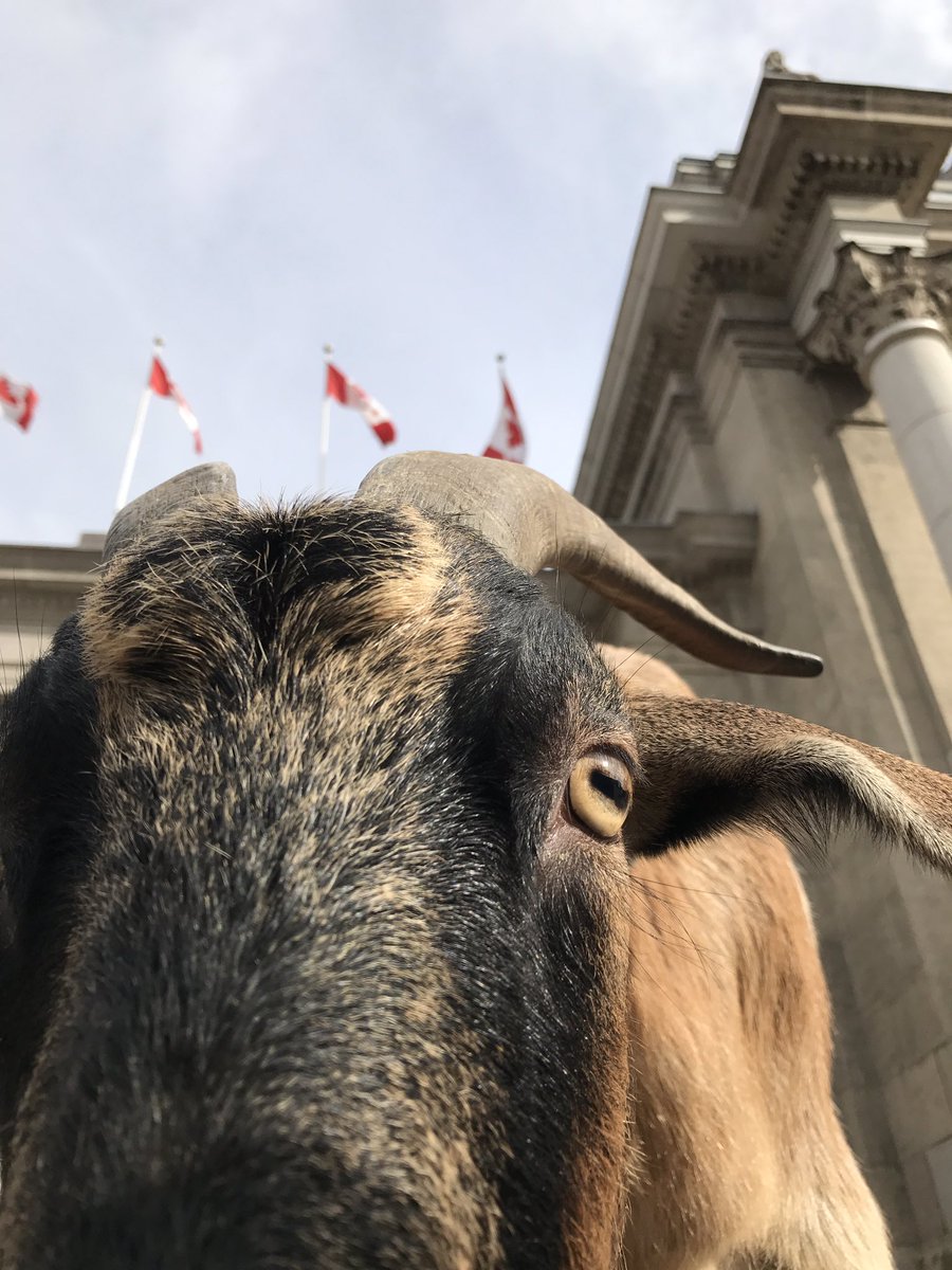 Is anyone else having a hard time believing <a href="/THERAWF/">The Royal Agricultural Winter Fair</a> is over? #idontwanttogohome #RoyalGoat #KingoftheSix #RoyalFever