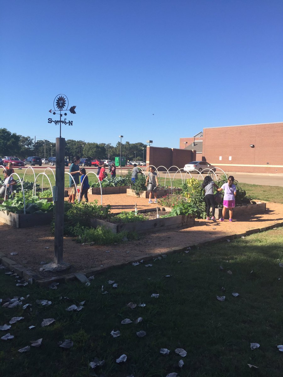 Ranger_Ranch's tweet photo. 3D harvested today! Guess who is having a salad snack tomorrow in class?! @gowilsonrangers https://t.co/jK1g8hdWHm