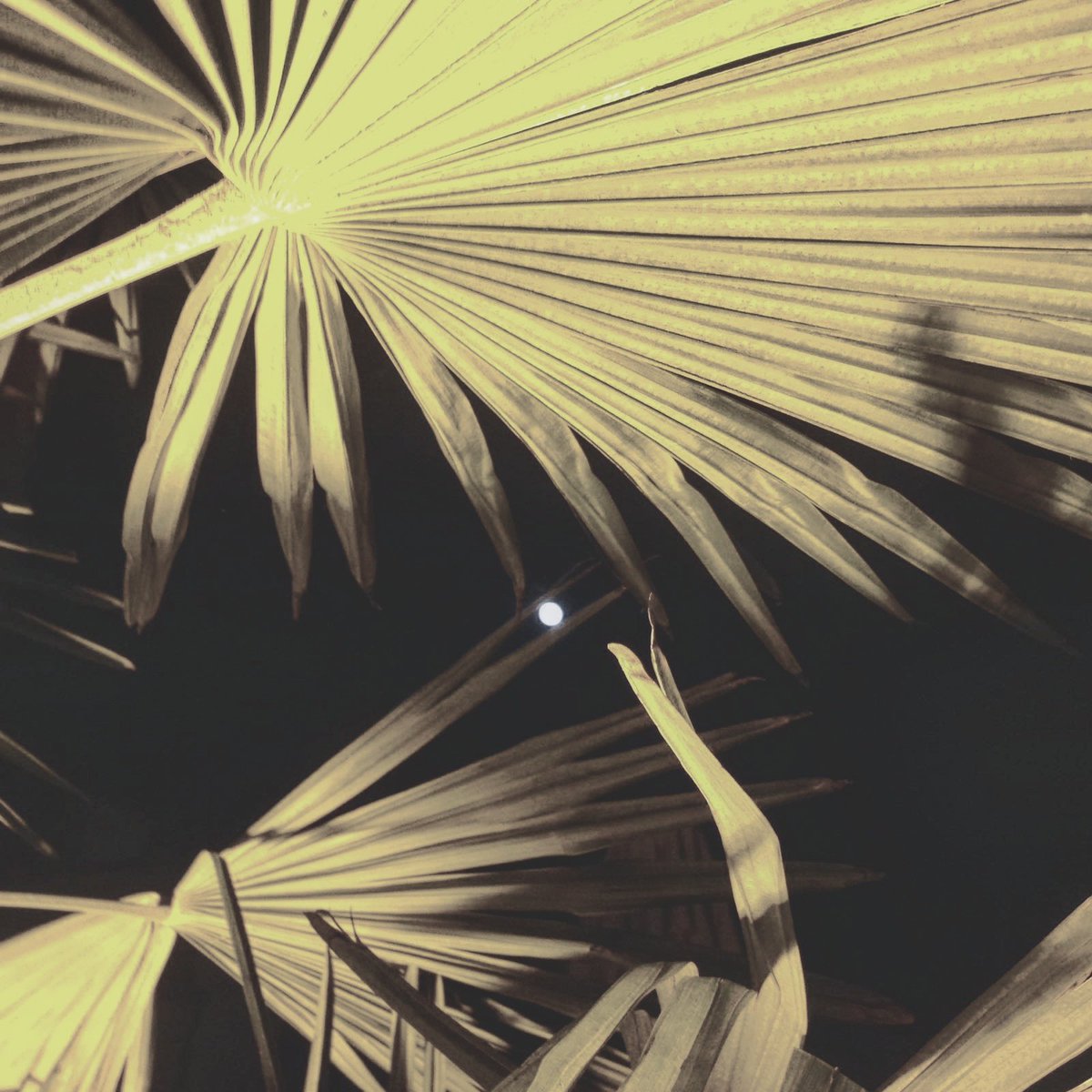 Inchiodata sul palmeto veglia immobile la luna.