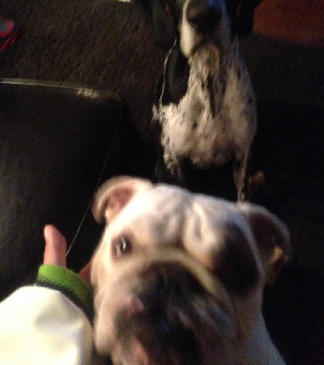 tokiohotelinf's tweet photo. bvbyjinprince on IG: Wassup guys!! #poomba #kaza ? #eglishbulldog #hauntingdog #studio #chilling https://t.co/mtrClWCS5S