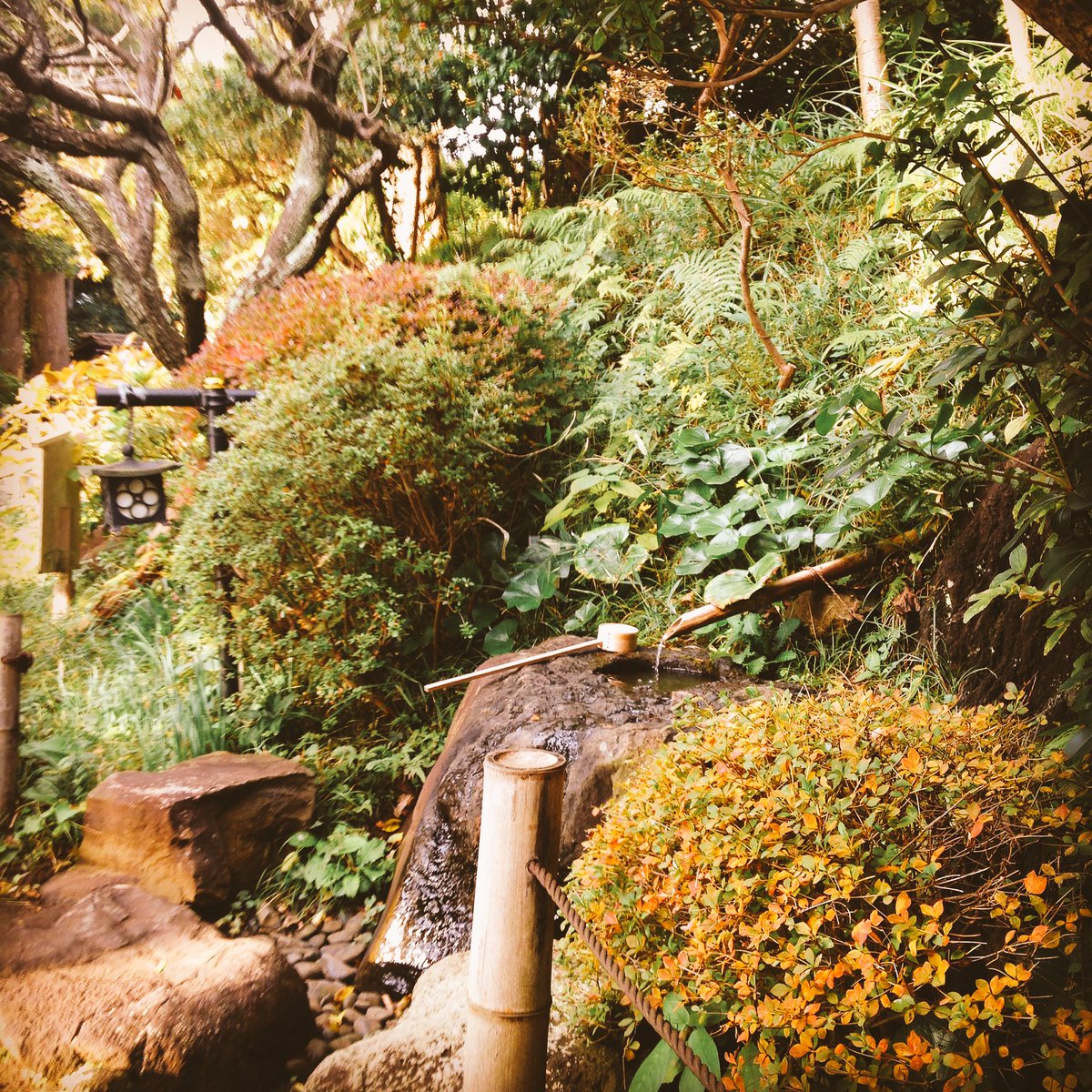 檑亭 らいてい ツゲの木が紅葉を始めました その他にも檑亭の庭ではハゼや欅モミジの一部が紅葉し始めています 鎌倉ランチ 鎌倉山 檑亭 らい亭 Raitei 鎌倉甘味処 鎌倉そば屋 鎌倉古民家 鎌倉散歩 日本庭園 鎌倉庭園 鎌倉昼ごはん 鎌倉