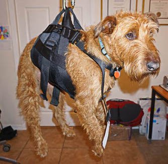 Dexter models a rescue harness - contemplating his modeling fee..