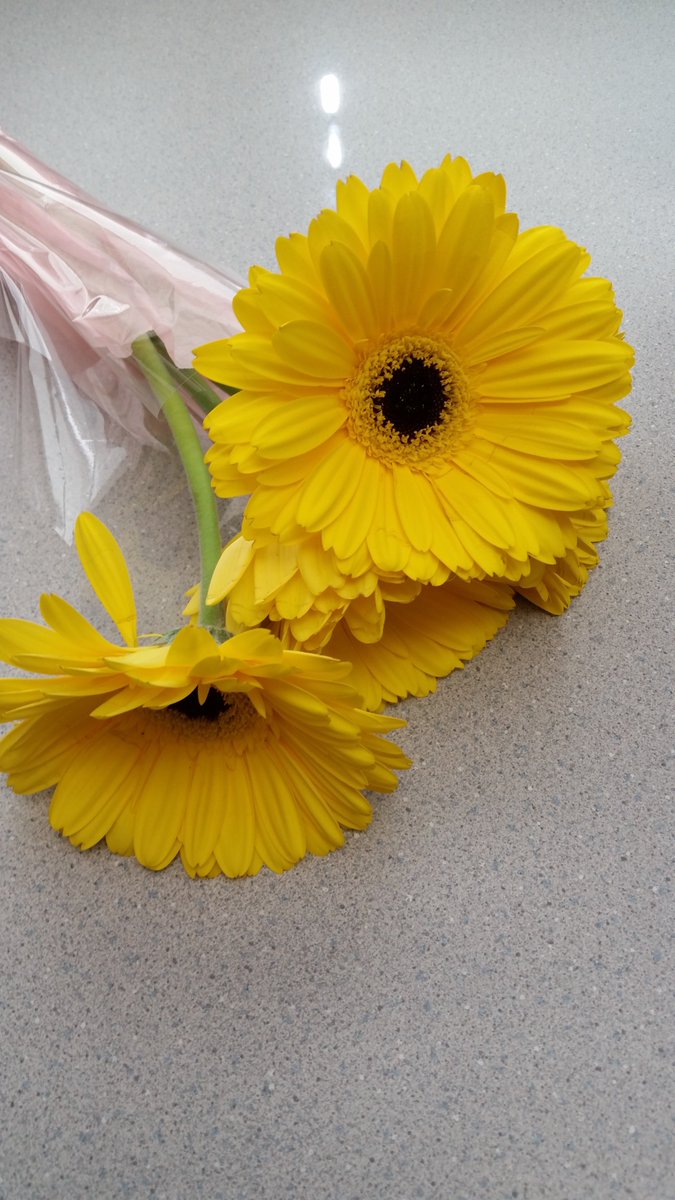 NewtonESchool's tweet photo. sunflowers bring warmth and sunshine https://t.co/Ssm7eUMsY9