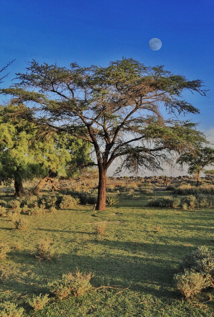 ABDULLAH__OMAN's tweet photo. شجرة الطلح " الرويضه" 
ولاية الحمراء
#عبدالله_العبري https://t.co/bHmH7grfDw