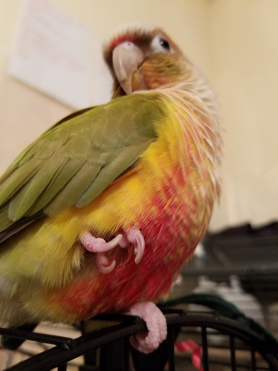 chickydoodle906's tweet photo. Mango striking a pose
#mangoconure
#birdfoot https://t.co/owSuQRsMHj