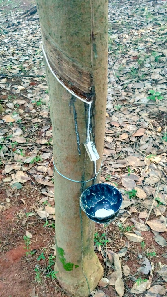 ImSreeD's tweet photo. Rubber plantation... #rawrubber #kk https://t.co/31jfWgy5Tg