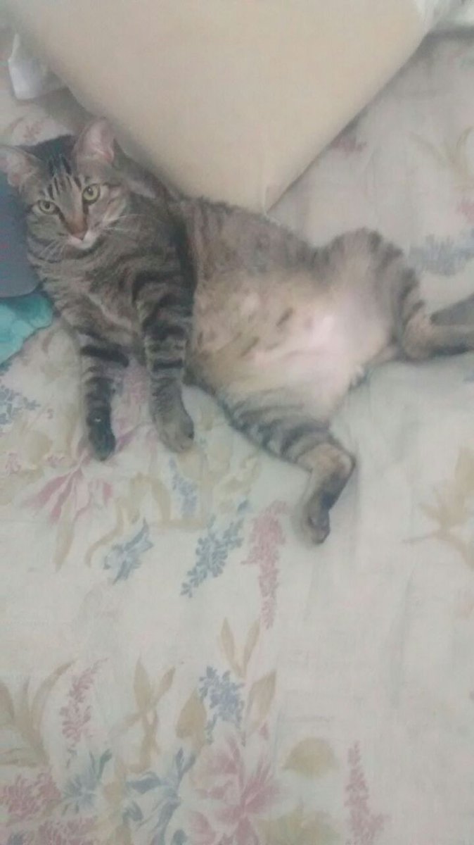 #FeriadoDetremuraSDV