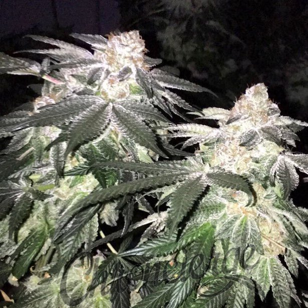 chroncierge's tweet photo. Cookies in growers lounge! 🍪🍁🍪 #Chroncierge #GrowersLounge #ForumCut #PrivilegedExtracts #… https://t.co/KPlvoJE1hi https://t.co/bFWbiLqs9G