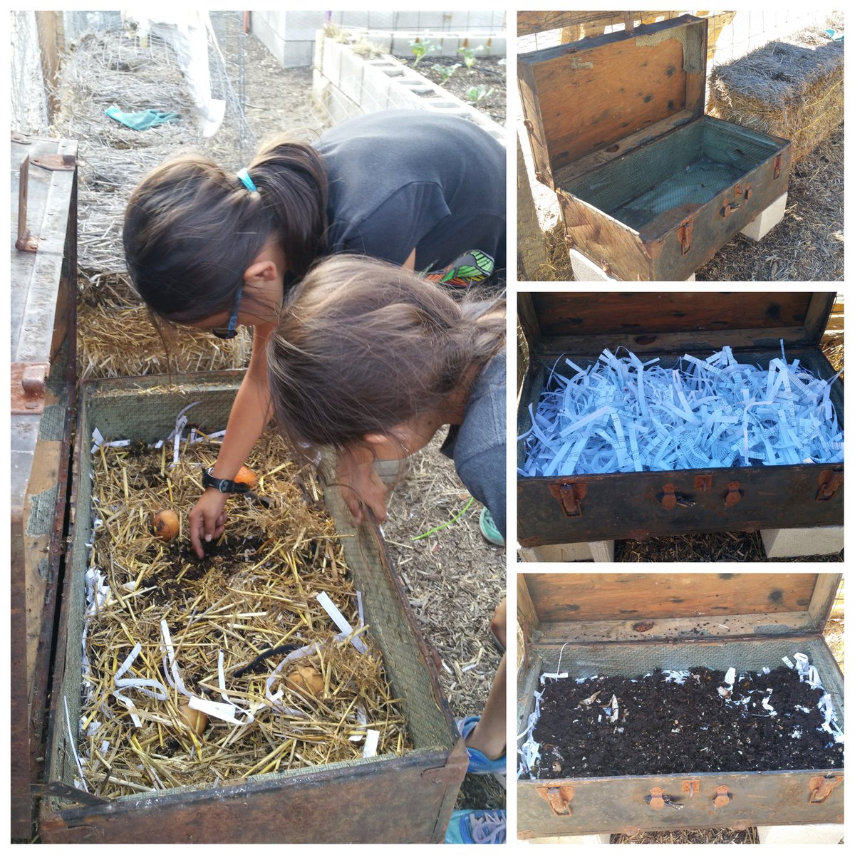 CVHillsGarden's tweet image. New home for our #redwrigglers! #schoolgarden #wormcomposting #vermicomposting #compost #gardeningwithkids #worms #organic @ChulaHills