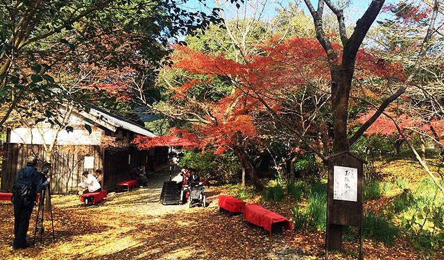 秋月城跡の紅葉21の見頃はいつ 混雑状況や駐車場も ツクの世界