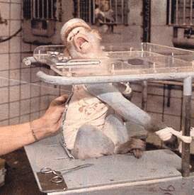 chitayat_PO's tweet photo. @UKRunFree @STcom #Singapore biomed & Pharma worth $27.5 billion. West shuts them down so test S'pore #SaveChippy #StopLabTestingAnimals https://t.co/unw8BN3JZ7