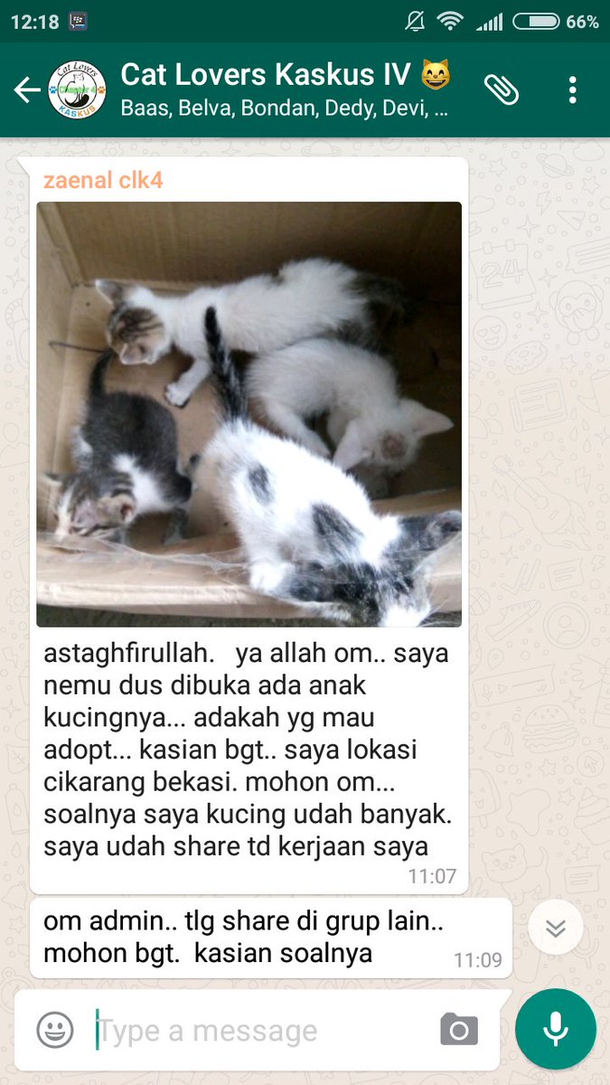 Cat Lovers Kaskus tweet media