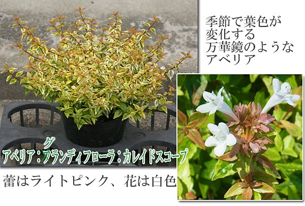 シンボルツリー庭木植木の樹木屋 A Twitter アベリア グランディフローラ カレイドスコープ アベリアの中で生長が早い品種 カレイドスコープ 万華鏡という名の通り 葉の色が季節で変化 春はブライトイエローとライトグリーンセンター 夏はゴールデンイエロー シンボルツリー庭木植木の樹木屋 A Twitter アベリア グランディフローラ カレイドスコープ アベリアの中で生長が早い品種 カレイドスコープ 万華鏡という名の通り 葉の色が季節で変化 春はブライトイエローとライトグリーンセンター 夏はゴールデンイエロー