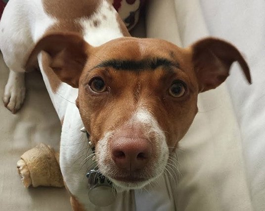 D4nilich's tweet image. Кавказская овчарка.