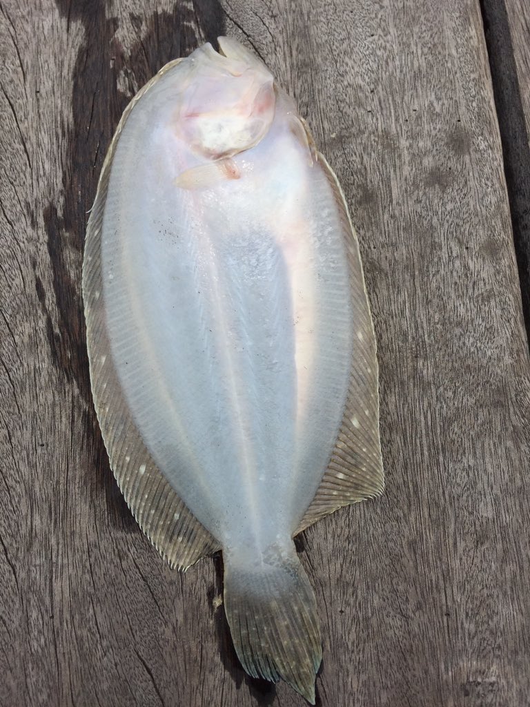تويتر Safwan Abu Zarin على تويتر Shezzlahhhhh Ikan Sebelah Sini Tak Hujan Https T Co Lmrjeqeb3u