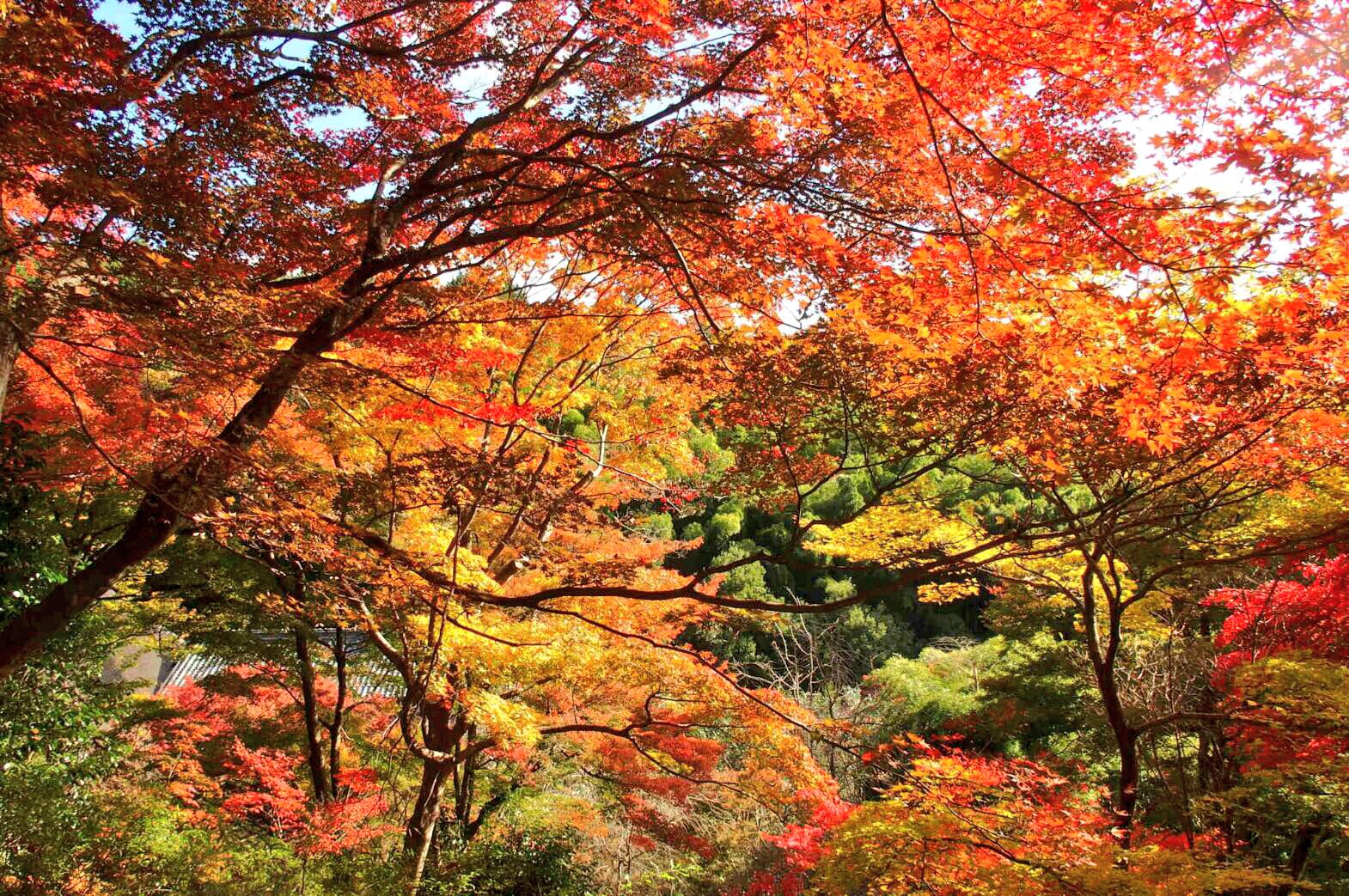 Mkタクシー 京都情報 Mk紅葉 京都市の北西 嵯峨野の 直指庵 じきしあん 風情ある茅葺き屋根と紅葉の景色に出会えます 紅葉 T Co Bhsuk8leid Twitter