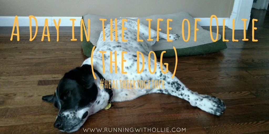 4daall's tweet photo. @BlogPaws : RT @leagenders: A day in the life of Ollie (the dog) #healthiertogether #blogpa… https://t.co/IviMInsDtq https://t.co/qLYJZSa7aG