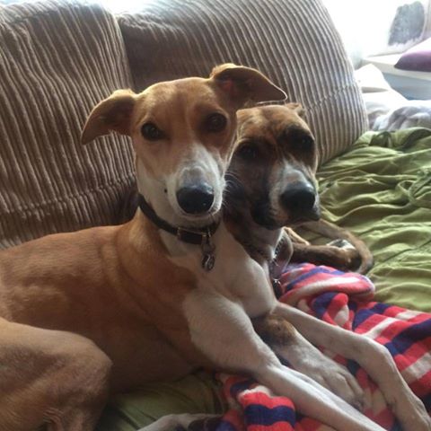 lovefoxyloves's tweet photo. We appear to have acquired the worlds first two-headed lurcher... https://t.co/1AV9hMGxCg https://t.co/cl8CM4g5go