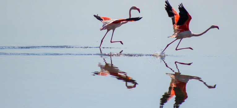 Ruralidays's tweet photo. ¿Cuántas razones tienes para visitar #Doñana? Aquí te dejamos unas cuantas   https://t.co/JGZXAfDa8H  👈 https://t.co/ZJYaRQYg3M
