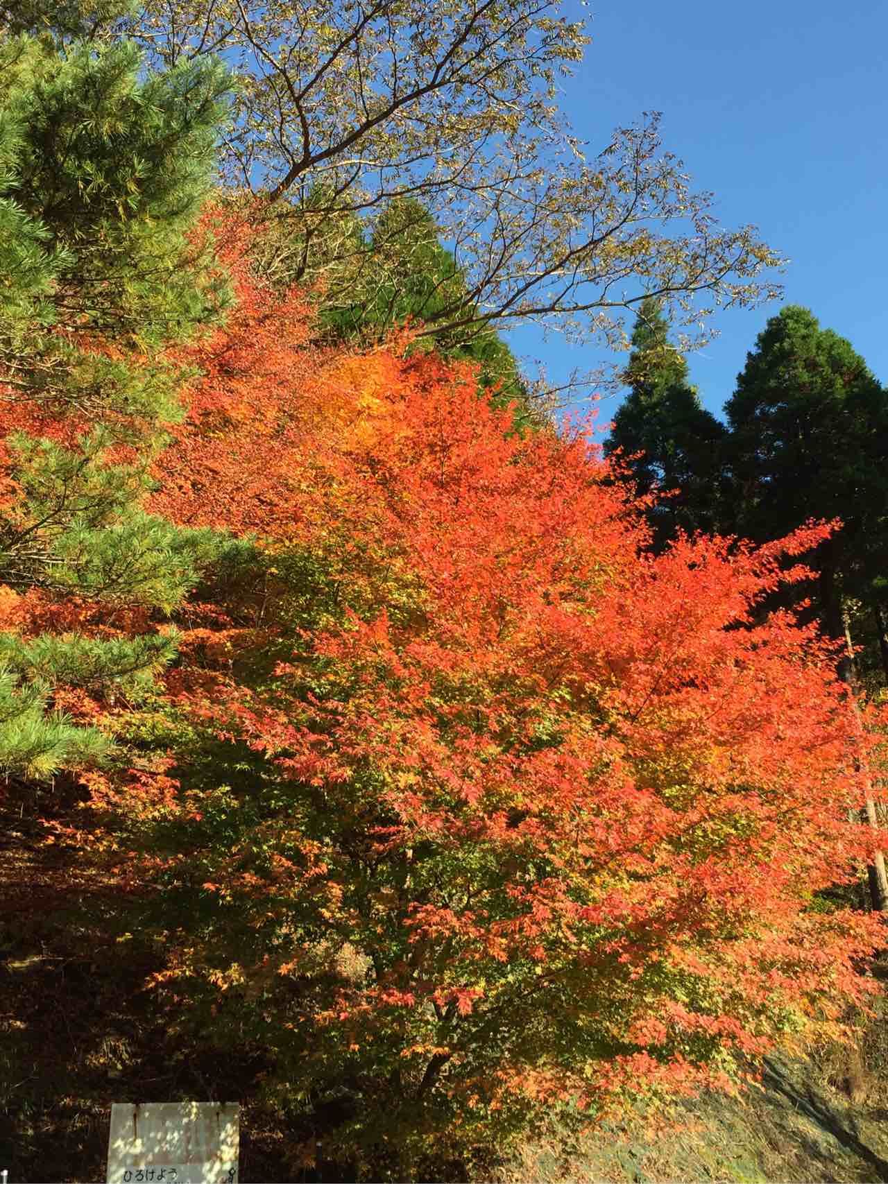 Haseger 深倉峡の紅葉は見頃で大変良かった T Co Xrqwlaehlp Twitter