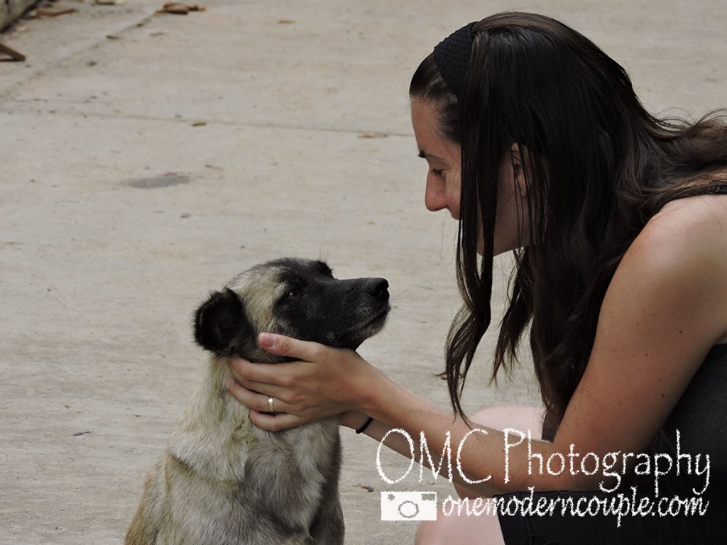 OneModernCouple's tweet photo. Dogs of Thailand: The Kingdom of Forgotten Souls #travel https://t.co/78IaclrTaz https://t.co/Hdi6FNRw88