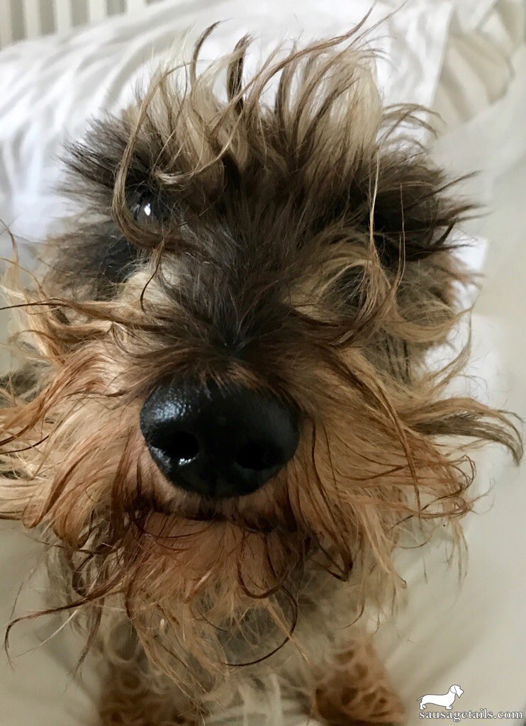 Chasing squirrels in my sleep & woke up like this!