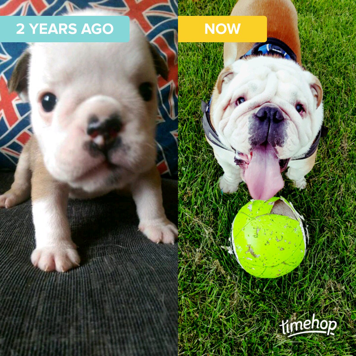 BullyMagic's tweet image. Frank - wow guys look. Me be a big bulldog!