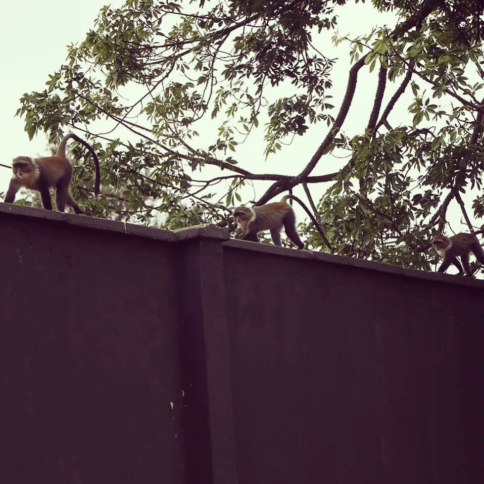 A few friendly and very curious visitors at training today in Nairobi. #KenyaTour