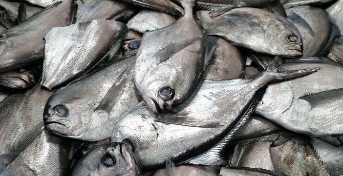 #AYSÉN-Proyecto reineta 🐟: Pescadores decidirán si permiten el arribo de otras flotas. Entérate de los detalles en→bit.ly/2fZFbp2