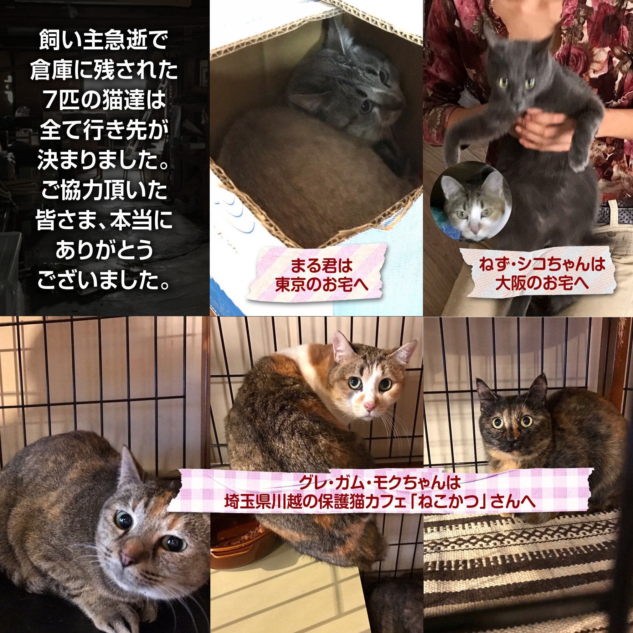 西原範正 島根県より 飼い主急逝で残された猫 達は全て行き先が決まりました ご協力いただいた皆様本当にありがとうございました 最後に残った猫3匹が検査の結果猫 エイズキャリアでしたが 埼玉県川越市の保護猫カフェ ねこかつ さんが引き受けて