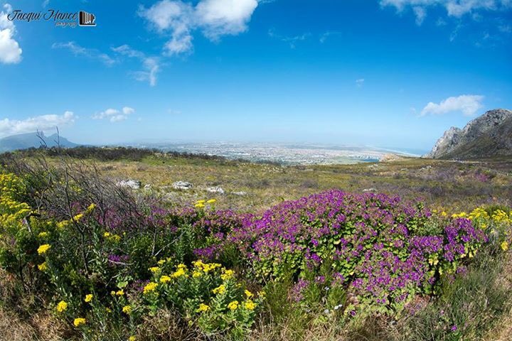 JacquiMance's tweet photo. This time of year is amazing with the vibrant colors of the wild flowers on our mountains. How stunning is this😛 https://t.co/F1fqap9TmQ