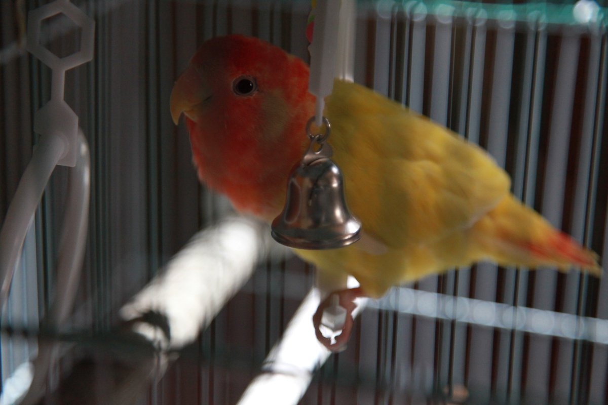 サクラインコ サクラインコ
