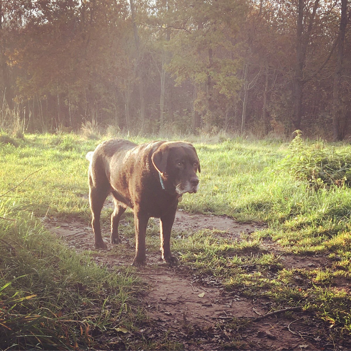 Our early morning walk 🐾❤️