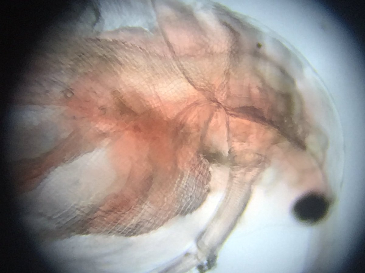ScienceRamsey's tweet photo. Y7 enjoying looking at water fleas this morning #microscope #waterfleas https://t.co/DUjs3p0s5Y