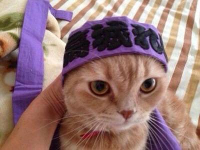 ぜっとくんbot プロフィール 名前 高城ぜっと 性別 男 生年月日 12年11月16日 種類 スコティッシュフォールド 職業 芸能人のペット 特技 高城れにのお世話 趣味 Twitter T Co Slslynaua8 Twitter ぜっとくんbot プロフィール 名前 高城ぜっと 性別 男 生年月日 12年11月16日 種類 スコティッシュフォールド 職業 芸能人のペット 特技 高城れにのお世話 趣味 Twitter T Co Slslynaua8 Twitter