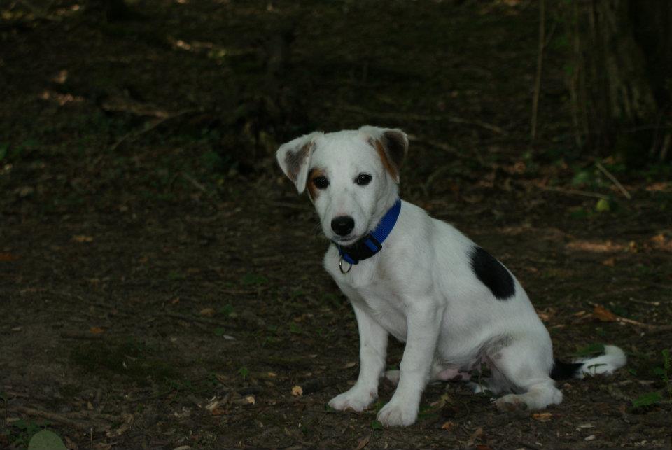 FindPatchTheDog's tweet photo. Can you all please #RT Much loved Jack Russell, Patch. Lost 11am 11th Nov in Bere Regis Dorset. #Reward #FindPatch https://t.co/ILoEv0Tzoe