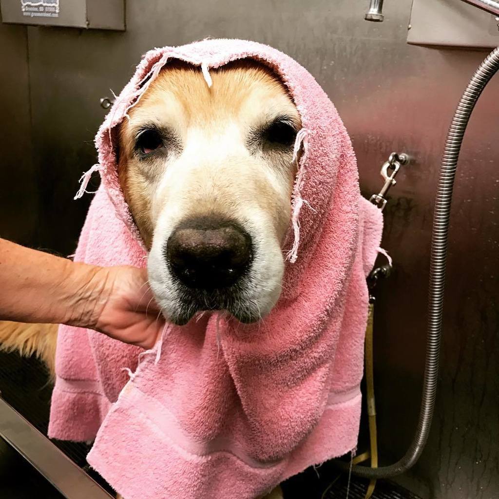 KeystonePet's tweet image. Rusty really enjoyed his bath and groom last night!!! #keystonegrooming