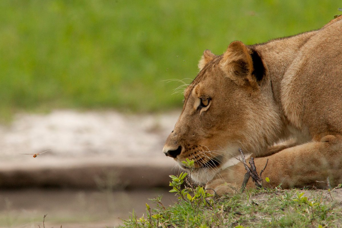 brentstapelkamp's tweet photo. What will their future be?
It is in our hands
#worldheritagespecies
#willtravers
#bloodlions
#bornfree https://t.co/RXOJ0gwaYV