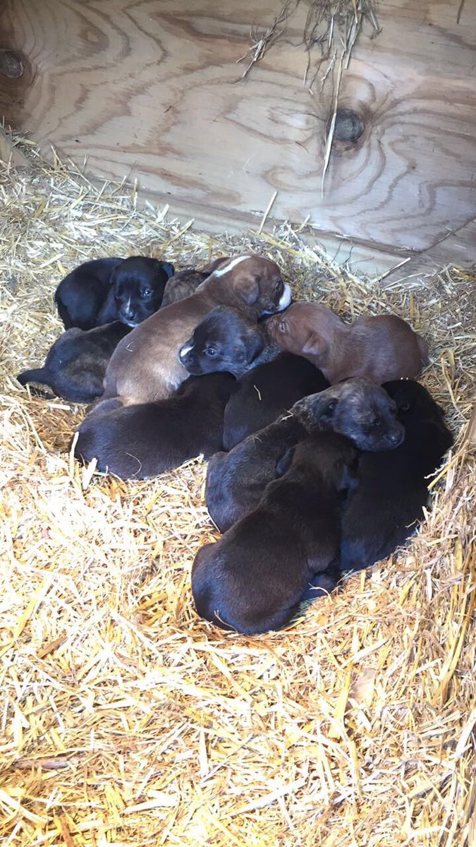 shanda_caldwell's tweet photo. Updated pictures of our babies! #pitbullmom #pitbabies #11 https://t.co/lOfyalMSf3