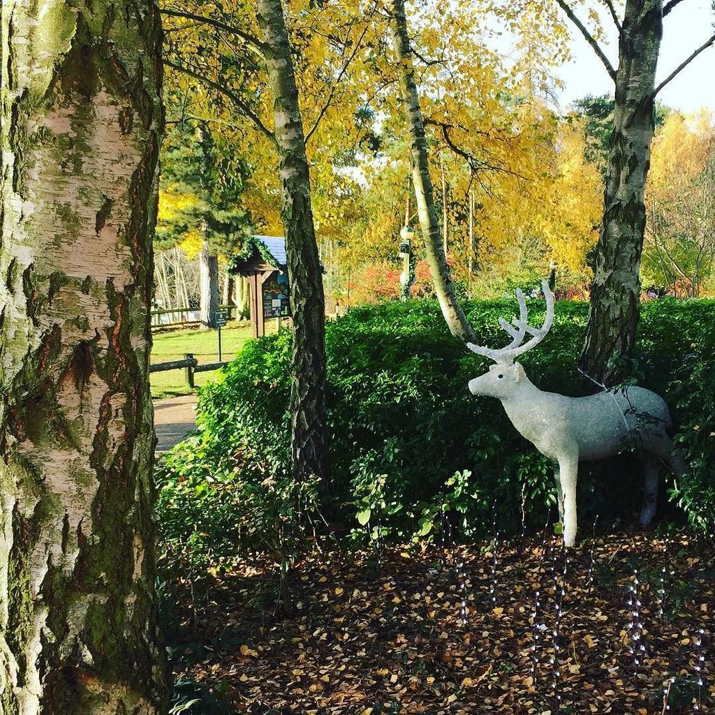 muddynorfolk's tweet photo. There's nothing like #christmas in the #forest. #plasticreindeer #solarpoweredlights #tree… https://t.co/swoZBvOEgf https://t.co/P1yIUqfQfs
