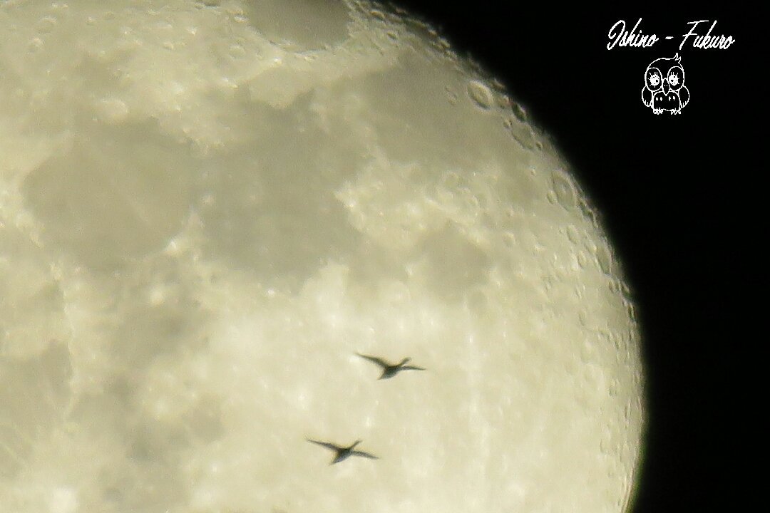 いしのフクロウ@素人レザークラフト(休憩中) (@menthol_100s) / Posts / X