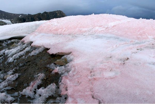 Watermelon snow, strange snow with a secret bacterial surprise: mobile.nytimes.com/2016/06/23/sci…