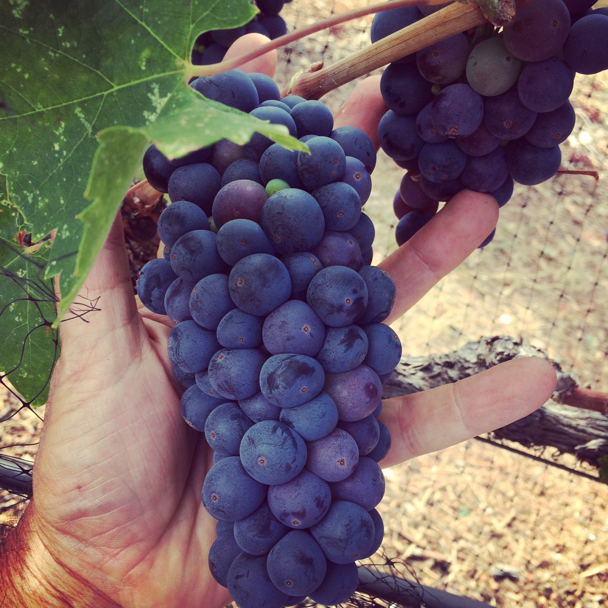 Happy National Zinfandel Day! #ZinDay Cheers to America's heritage wine! <a href="/TheZinfandelOrg/">Zinfandel Advocates</a>