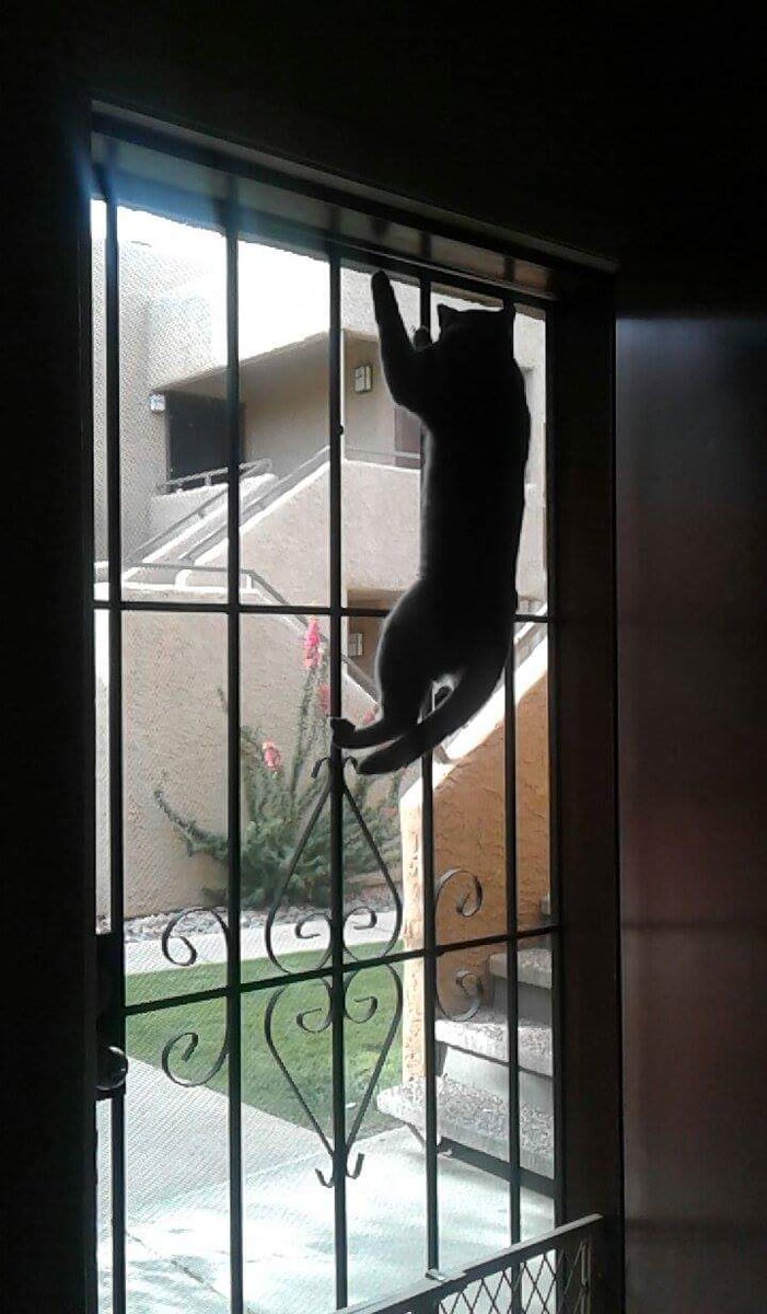 tea_cat97's tweet photo. When your cat decides to start climbing in strange places https://t.co/vnhkNvNzPx