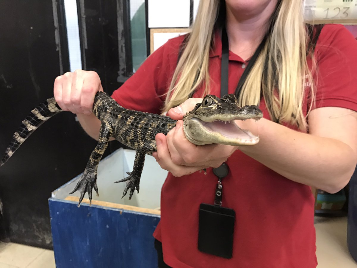 nataliehandy's tweet photo. Making some friends at the Burlington High School Science Center today! https://t.co/U06NgPbK5h