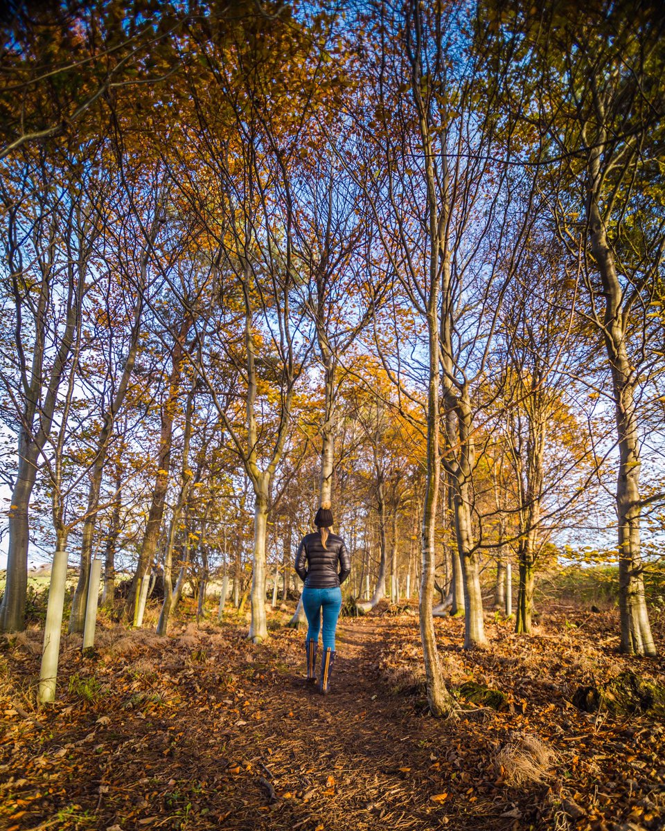 cdavidsonvisual's tweet image. Autumn Walks 🍂#Northumberland #alnwick