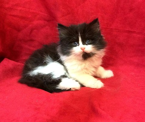 siberian_cats's tweet photo. Beautiful Greta a future Breeder of Siberian Kittens for Croshka Siberians https://t.co/FliTU5iveg https://t.co/HCwyI6efT8