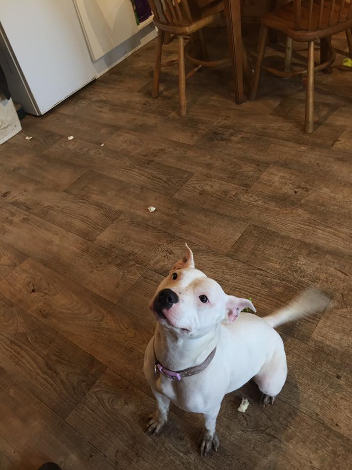 Moorviewkennels's tweet image. Tinker is here through no fault of her own. 1-year-old #staffy, sweet, giddy, loving + needs stimulation + exercise facebook.com/moorview/posts…