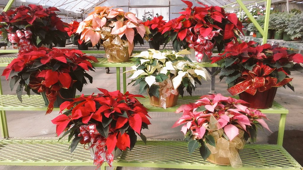 ParksRetail's tweet image. Poinsettia Deco Baskets are great for the holidays and at only $18.99, you can afford to buy one for yourself as well!