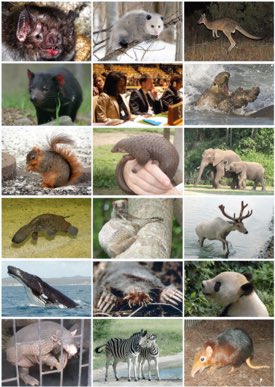 PeterCVelazquez's tweet photo. @NutmegSomething Have you ever noticed that there are no purple, blue or even green mammals? Mammals can only produce earthly pigments. https://t.co/dTUgHbjVJc